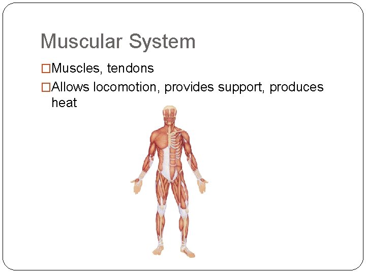 Muscular System �Muscles, tendons �Allows locomotion, provides support, produces heat 