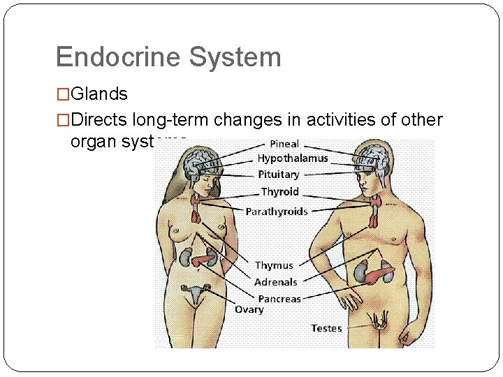 Endocrine System �Glands �Directs long-term changes in activities of other organ systems 