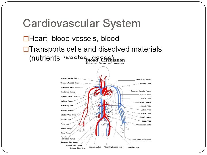 Cardiovascular System �Heart, blood vessels, blood �Transports cells and dissolved materials (nutrients, wastes, gases)