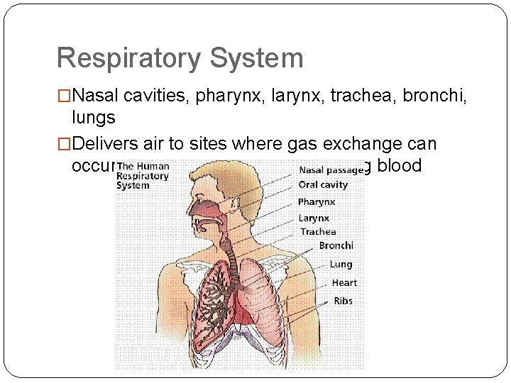 Respiratory System �Nasal cavities, pharynx, larynx, trachea, bronchi, lungs �Delivers air to sites where