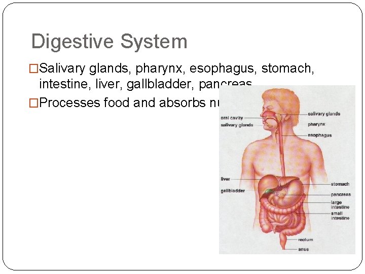 Digestive System �Salivary glands, pharynx, esophagus, stomach, intestine, liver, gallbladder, pancreas �Processes food and
