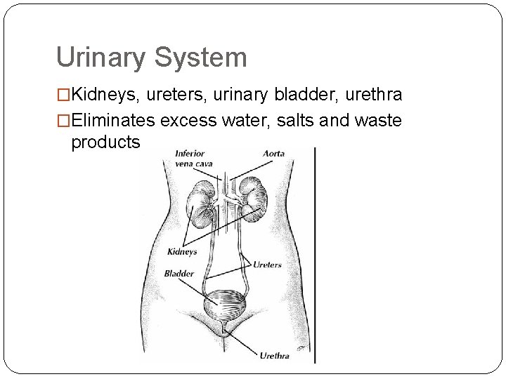 Urinary System �Kidneys, ureters, urinary bladder, urethra �Eliminates excess water, salts and waste products