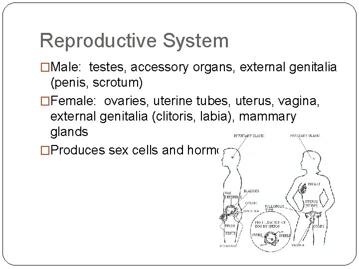 Reproductive System �Male: testes, accessory organs, external genitalia (penis, scrotum) �Female: ovaries, uterine tubes,