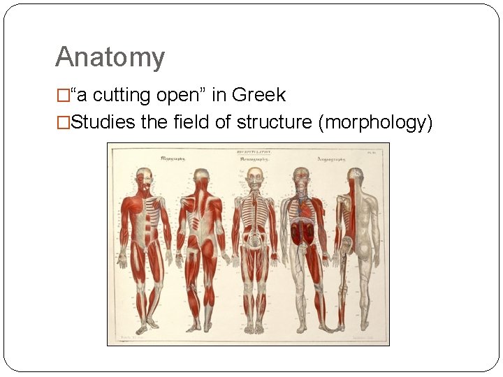 Anatomy �“a cutting open” in Greek �Studies the field of structure (morphology) 