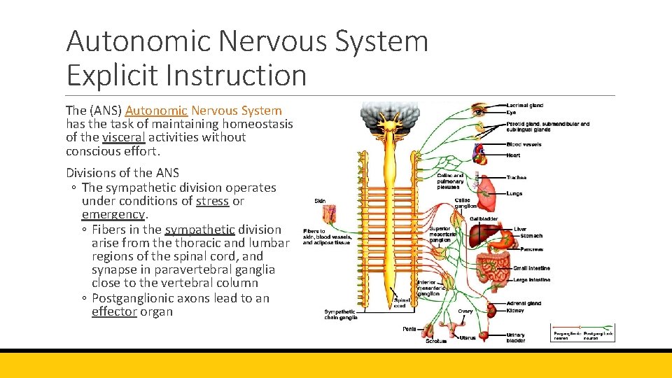 Autonomic Nervous System Explicit Instruction The (ANS) Autonomic Nervous System has the task of
