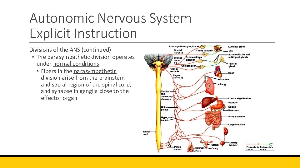 Autonomic Nervous System Explicit Instruction Divisions of the ANS (continued) ◦ The parasympathetic division