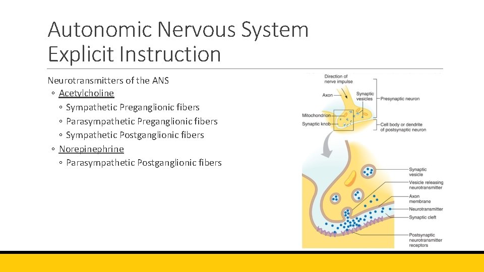 Autonomic Nervous System Explicit Instruction Neurotransmitters of the ANS ◦ Acetylcholine ◦ Sympathetic Preganglionic