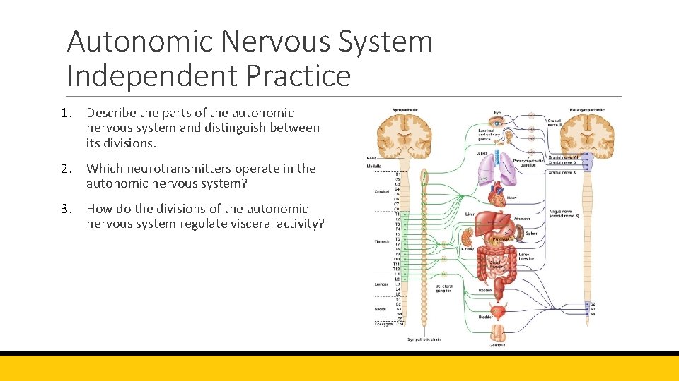 Autonomic Nervous System Independent Practice 1. Describe the parts of the autonomic nervous system