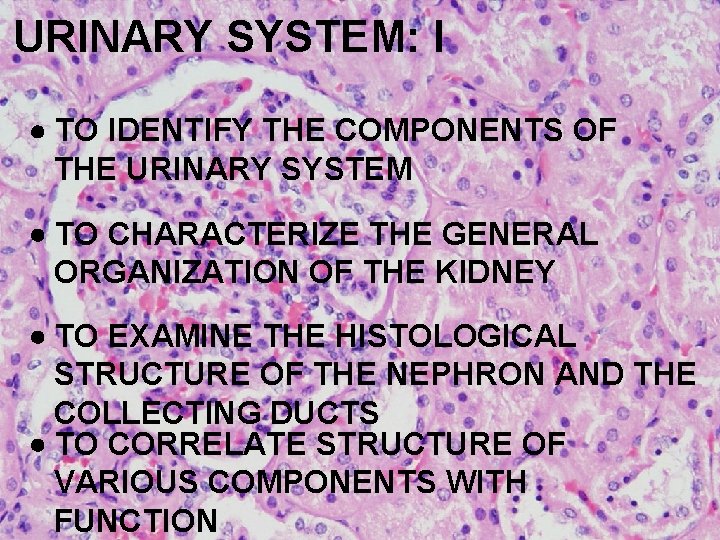 URINARY SYSTEM: I TO IDENTIFY THE COMPONENTS OF THE URINARY SYSTEM TO CHARACTERIZE THE
