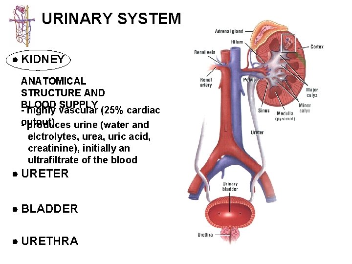 URINARY SYSTEM KIDNEY ANATOMICAL STRUCTURE AND BLOOD SUPPLY - highly vascular (25% cardiac output)