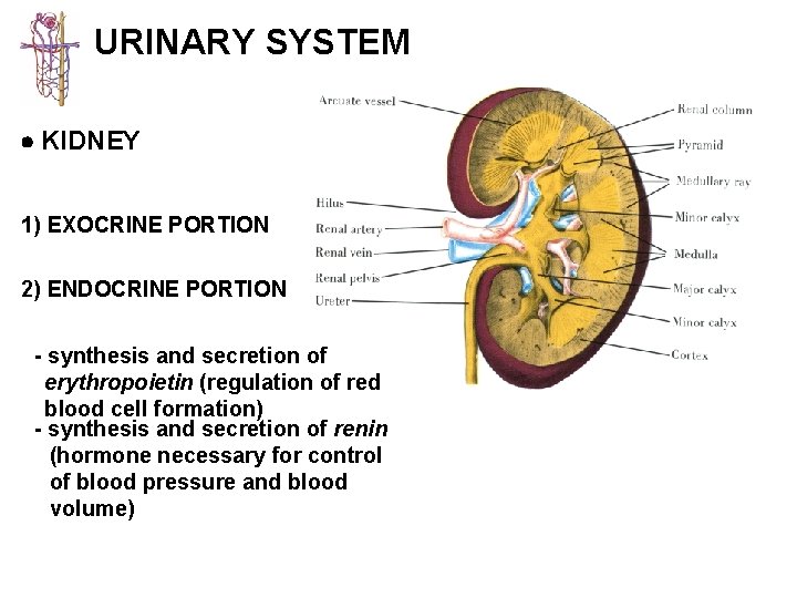 URINARY SYSTEM KIDNEY 1) EXOCRINE PORTION 2) ENDOCRINE PORTION - synthesis and secretion of