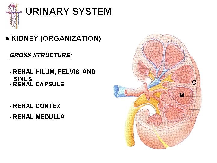 URINARY SYSTEM KIDNEY (ORGANIZATION) GROSS STRUCTURE: - RENAL HILUM, PELVIS, AND SINUS - RENAL