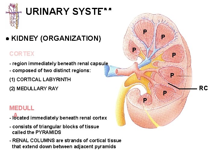 URINARY SYSTEM P KIDNEY (ORGANIZATION) CORTEX P P P - region immediately beneath renal