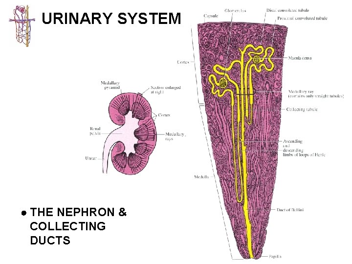 URINARY SYSTEM THE NEPHRON & COLLECTING DUCTS 