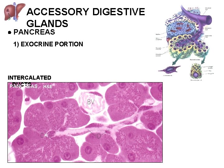 ACCESSORY DIGESTIVE GLANDS PANCREAS 1) EXOCRINE PORTION INTERCALATED DUCTS PANCREAS H&E 