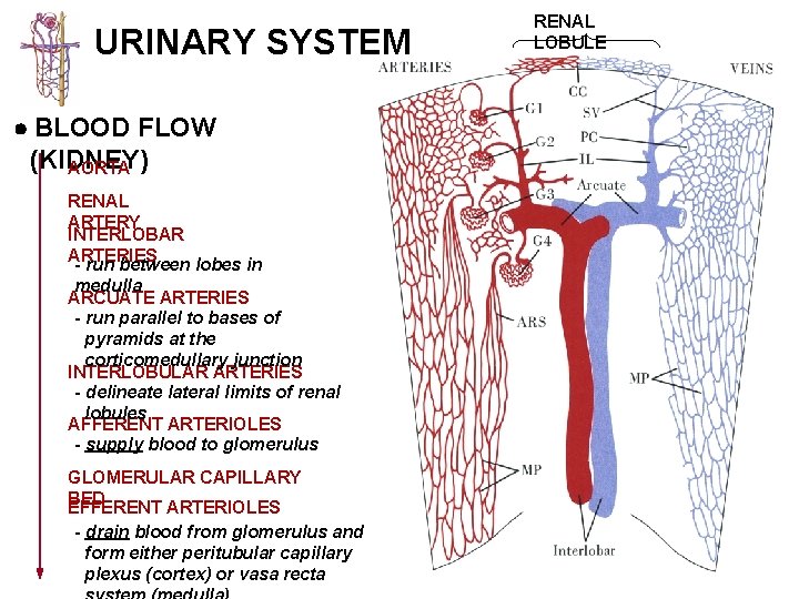 URINARY SYSTEM BLOOD FLOW (KIDNEY) AORTA RENAL ARTERY INTERLOBAR ARTERIES - run between lobes