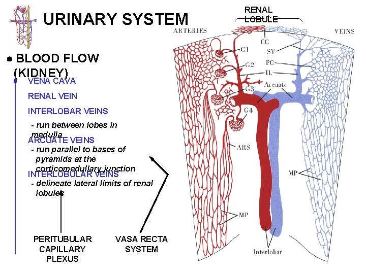 URINARY SYSTEM BLOOD FLOW (KIDNEY) VENA CAVA RENAL VEIN INTERLOBAR VEINS - run between