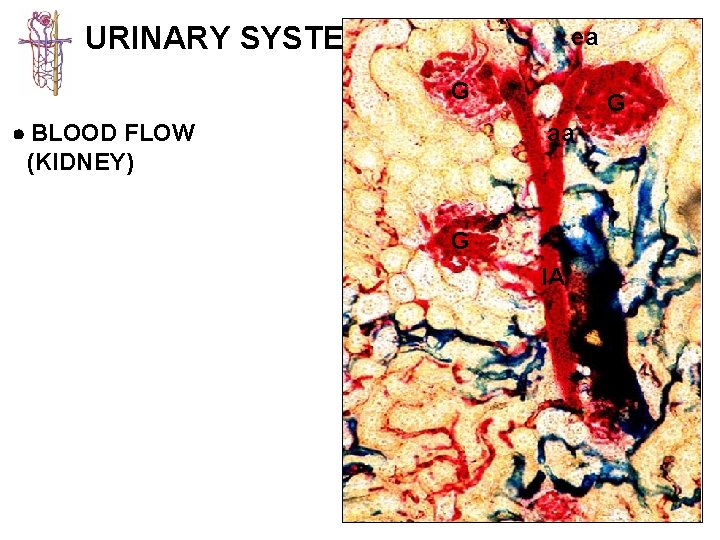 URINARY SYSTEM ea G BLOOD FLOW (KIDNEY) G aa G IA 