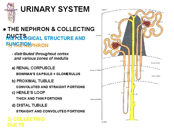 URINARY SYSTEM THE NEPHRON & COLLECTING DUCTS HISTOLOGICAL STRUCTURE AND FUNCTION 1) THE NEPHRON
