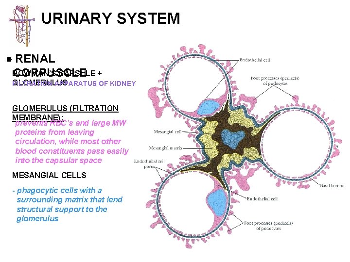 URINARY SYSTEM RENAL BOWMAN’S CAPSULE + CORPUSCLE GLOMERULUS FILTRATION APPARATUS OF KIDNEY GLOMERULUS (FILTRATION