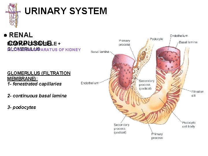 URINARY SYSTEM RENAL BOWMAN’S CAPSULE + CORPUSCLE GLOMERULUS FILTRATION APPARATUS OF KIDNEY GLOMERULUS (FILTRATION