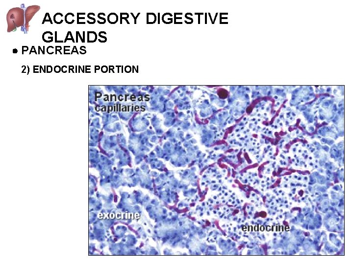 ACCESSORY DIGESTIVE GLANDS PANCREAS 2) ENDOCRINE PORTION 