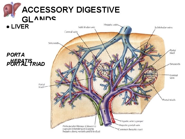 ACCESSORY DIGESTIVE GLANDS LIVER PORTA HEPATIS PORTAL TRIAD 