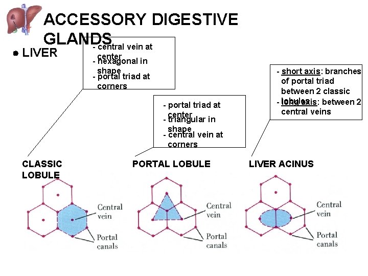 ACCESSORY DIGESTIVE GLANDS - central vein at LIVER center - hexagonal in shape -