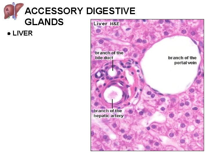 ACCESSORY DIGESTIVE GLANDS LIVER 