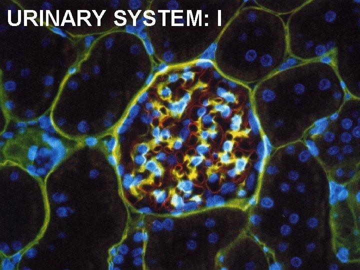 URINARY SYSTEM: I 