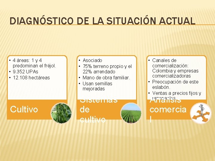 DIAGNÓSTICO DE LA SITUACIÓN ACTUAL • 4 áreas: 1 y 4 predominan el fréjol.