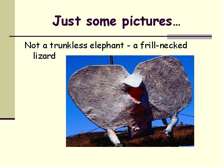 Just some pictures… Not a trunkless elephant - a frill-necked lizard 