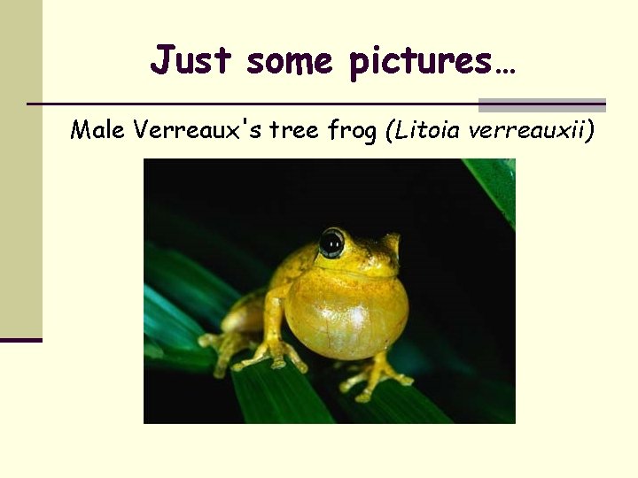Just some pictures… Male Verreaux's tree frog (Litoia verreauxii) 