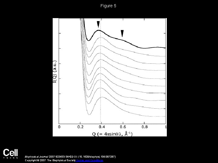 Characterization of the Solution Structure of the M