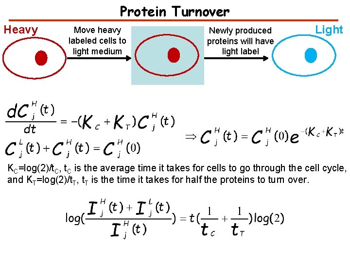 Protein Turnover Heavy Move heavy labeled cells to light medium Newly produced proteins will