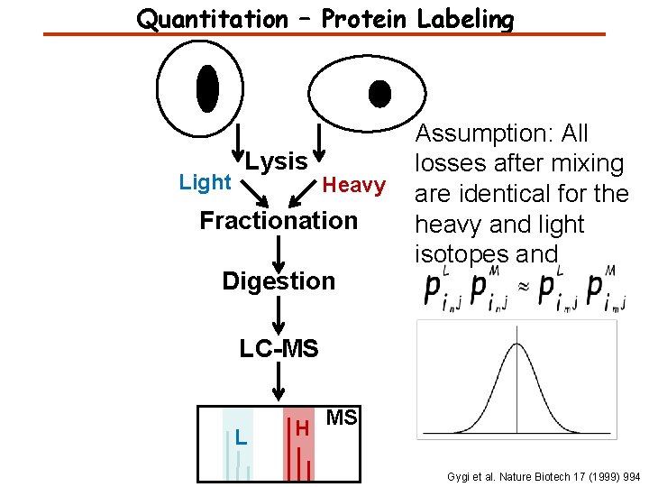 Quantitation – Protein Labeling Light Lysis Heavy Fractionation Digestion Assumption: All losses after mixing