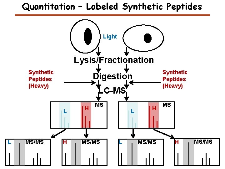 Quantitation – Labeled Synthetic Peptides Light Lysis/Fractionation Synthetic Peptides (Heavy) Digestion LC-MS L L