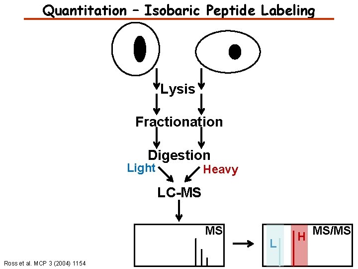 Quantitation – Isobaric Peptide Labeling Lysis Fractionation Digestion Light Heavy LC-MS MS Ross et