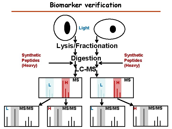 Biomarker verification Light Lysis/Fractionation Synthetic Peptides (Heavy) Digestion LC-MS L L MS/MS Synthetic Peptides