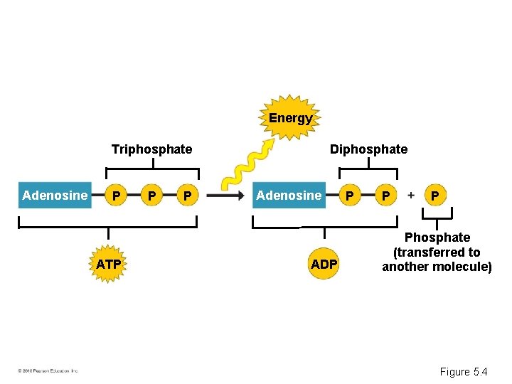 Energy Triphosphate Adenosine P ATP P P Diphosphate Adenosine ADP P Phosphate (transferred to