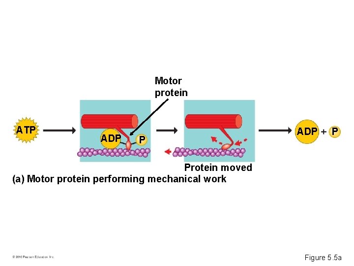 Motor protein ATP ADP P Protein moved (a) Motor protein performing mechanical work Figure