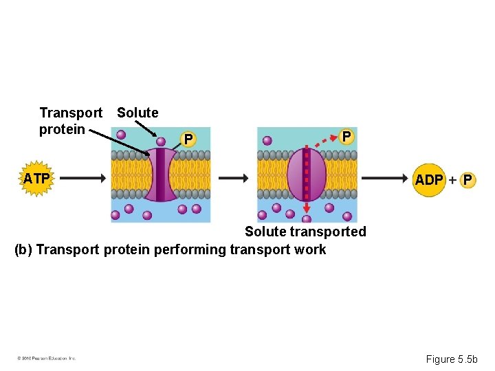 Transport Solute protein P P ATP ADP P Solute transported (b) Transport protein performing