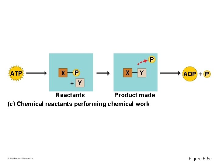 P ATP X Y ADP P Y Reactants Product made (c) Chemical reactants performing