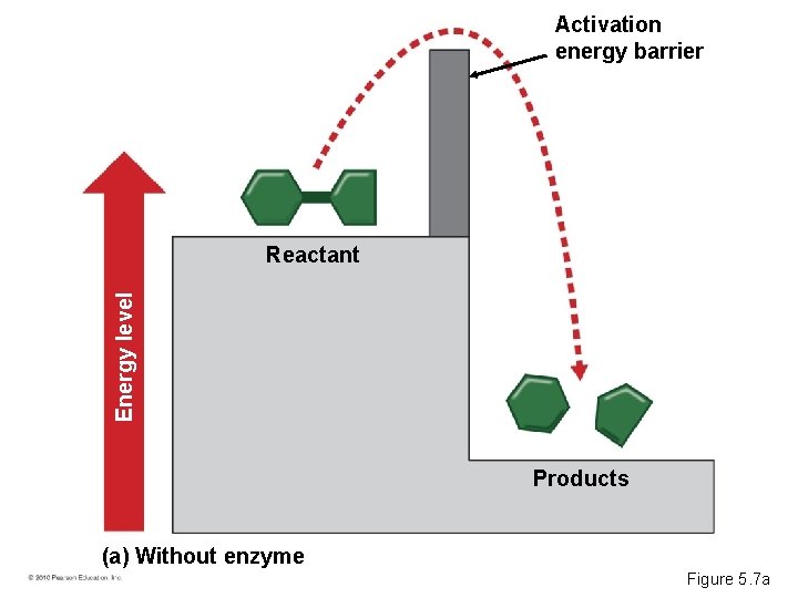 Activation energy barrier Energy level Reactant Products (a) Without enzyme Figure 5. 7 a