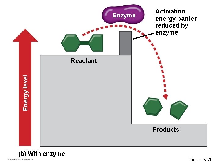 Enzyme Activation energy barrier reduced by enzyme Energy level Reactant Products (b) With enzyme