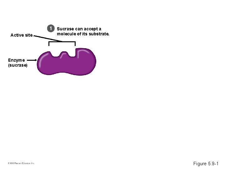 Active site Sucrase can accept a molecule of its substrate. Enzyme (sucrase) Figure 5.