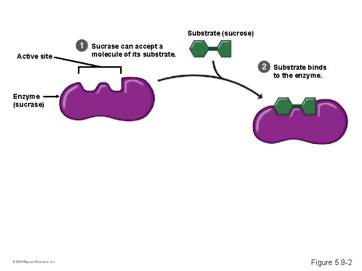 Substrate (sucrose) Active site Sucrase can accept a molecule of its substrate. Substrate binds