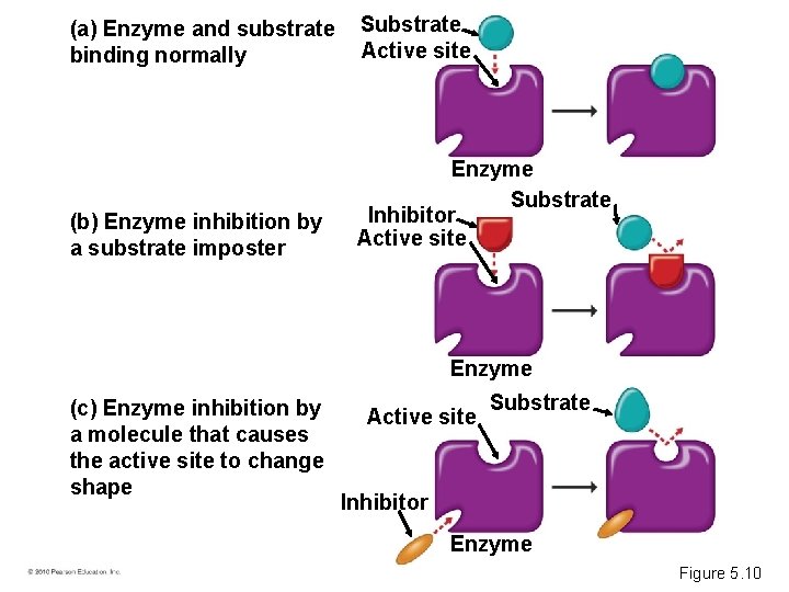 (a) Enzyme and substrate binding normally Substrate Active site (b) Enzyme inhibition by a