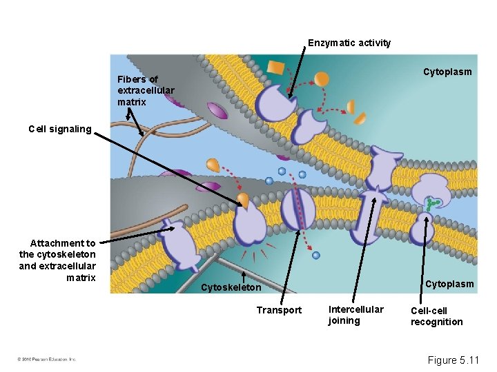 Enzymatic activity Cytoplasm Fibers of extracellular matrix Cell signaling Attachment to the cytoskeleton and