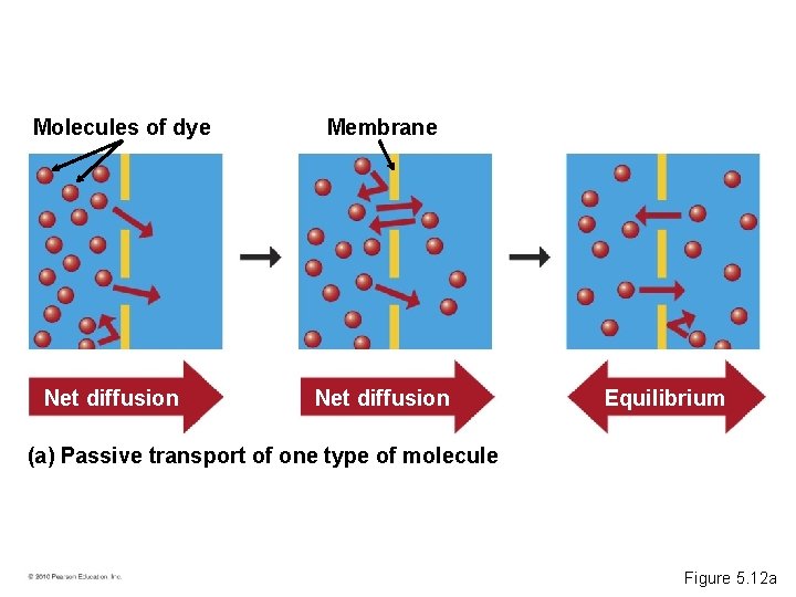 Molecules of dye Net diffusion Membrane Net diffusion Equilibrium (a) Passive transport of one
